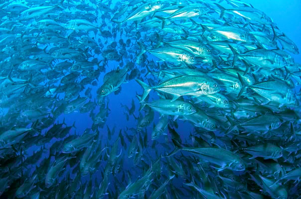 Galapagos Shark Diving - Swarm fish