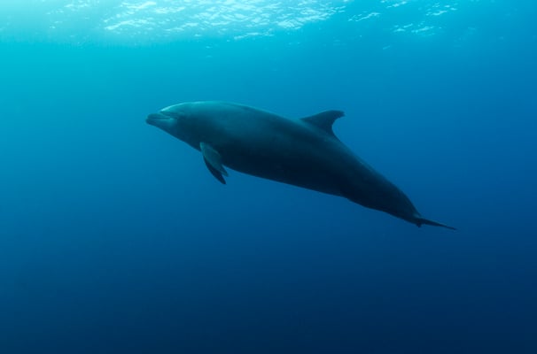 Galapagos Shark Diving - Dolphin close to surface