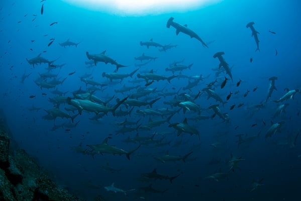 Huge school of hammerhead sharks swimming by, ©Galapagos Shark Diving