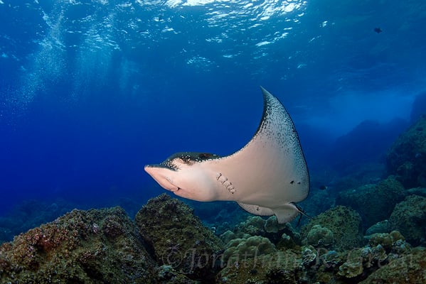 Galapagos Shark Diving - ray Galapagos Islands