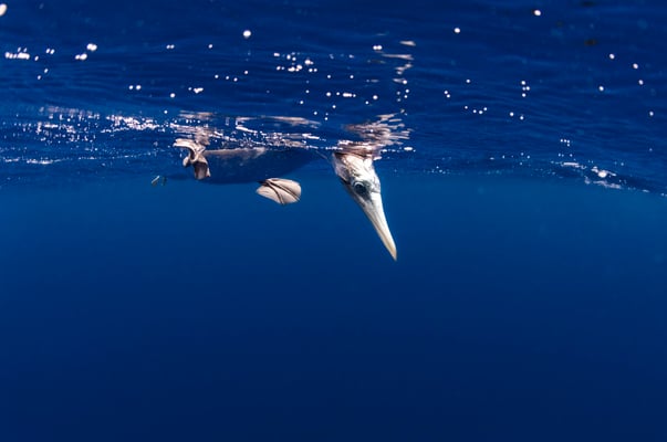 Nazca boobie sitting on the surface and looking down, ©Galapagos Shark Diving