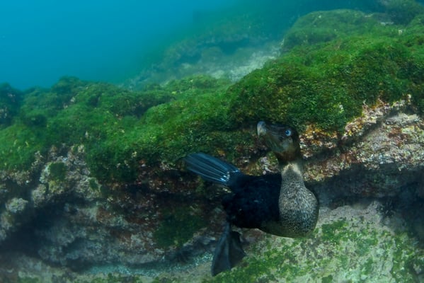 Galapagos flightless cormorant greeting the diver under water, ©Galapagos Shark Diving
