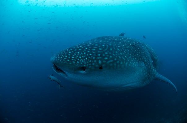 Galapagos Shark Diving - Whale Shark front Galapagos Islands