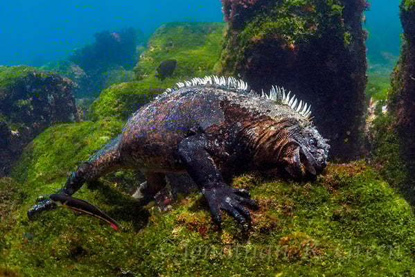 Marine iguana feeding under water in Cape Douglas Galapagos, ©Galapagos Shark Diving