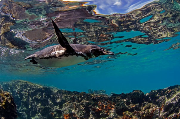 Galapagos penguin swimming very fast through the water, ©Galapagos Shark Diving