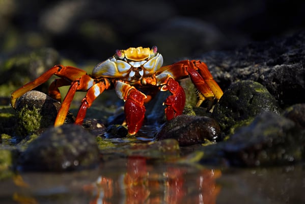 Galapagos Shark Diving - Sally Lightfoot Crab Galapagos Islands