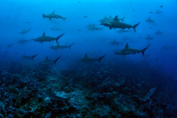 Galapagos Shark Diving -  hundreds of sharks at Galapagos Islands