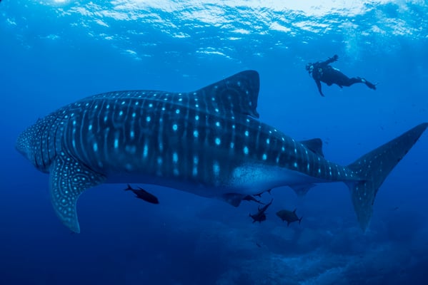 Diver swimming with an adult whale shark side by side, ©Sofia Green