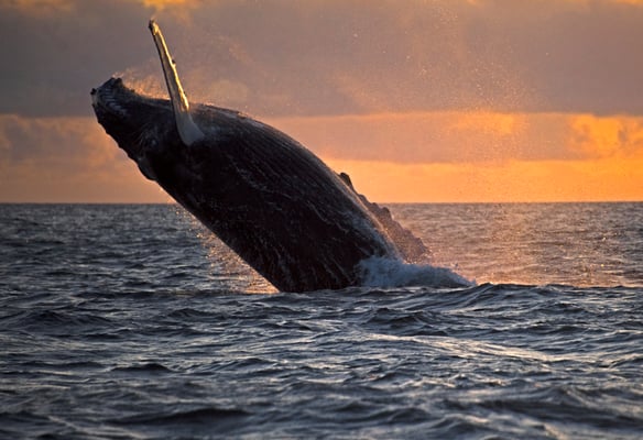 Humpback whale breaching, ©Galapagos Shark Diving