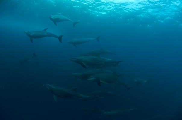 Galapagos Shark Diving - Many Dolphins close to surface Galapagos Islands