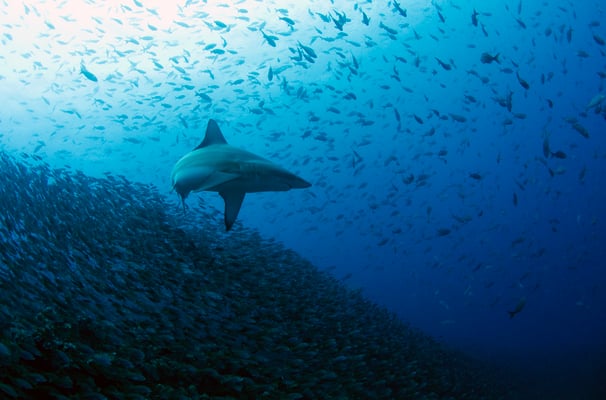 Galapagos Shark Diving - Shark Galapagos Islands
