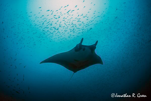 A photo of a ray from below in the Galapagos islands 