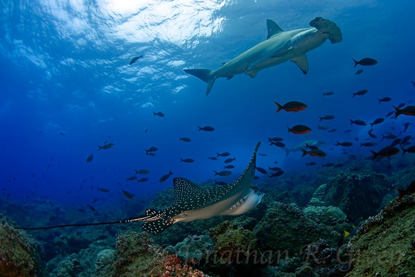 Galapagos Shark Diving - Hammerhead shark and coral close to surface