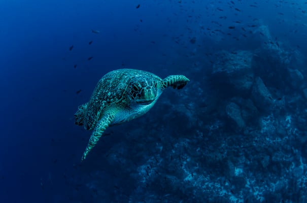 Green Sea Turtle swimming close to the diver, ©Galapagos Shark Diving
