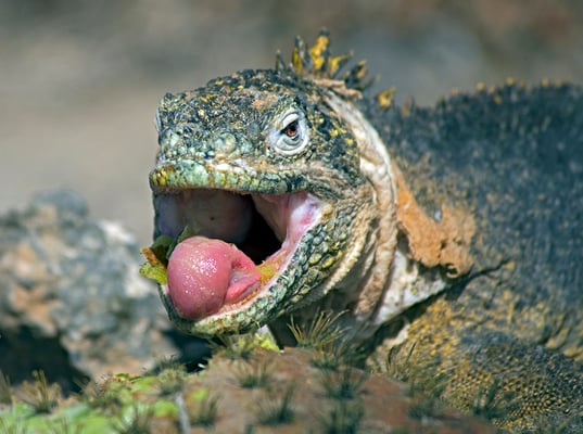 Galapagos Shark Diving - Marine iguana