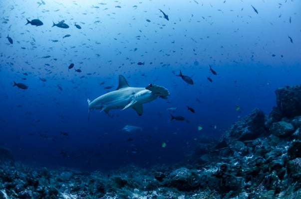 Hammerhead shark surrounded by little fish, ©Galapagos Shark Diving