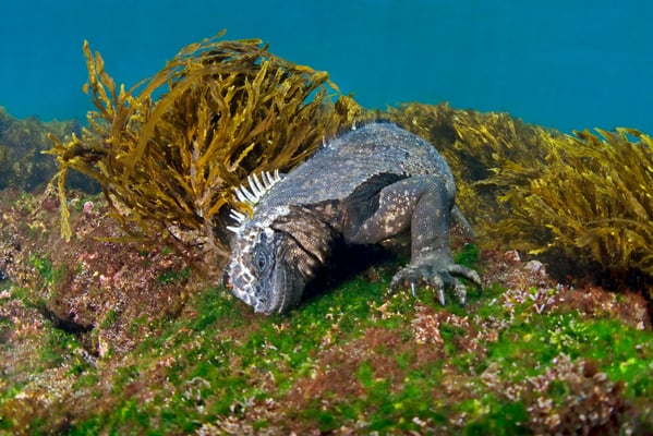 Marine iguana feeding under water, ©Galapagos Shark Diving