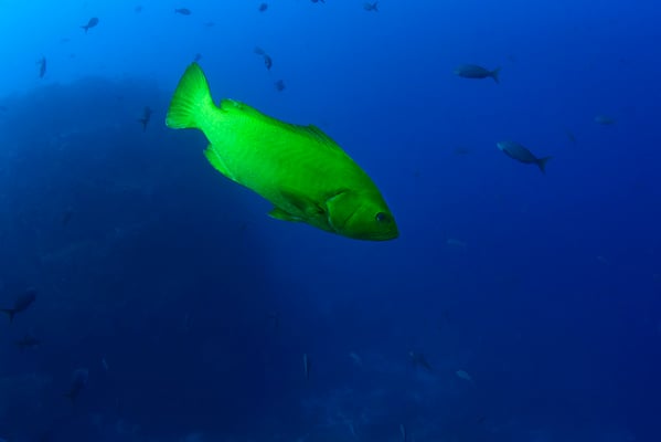 Galapagos Shark Diving - Fish animal Galapagos Islands