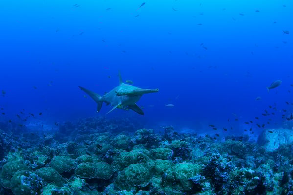 Galapagos Shark Diving - Hammerhead Shark Galapagos Islands Dive expedition 