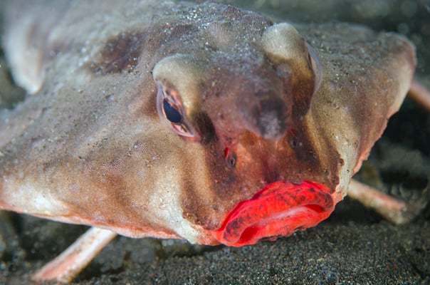 Red-lipped batfish in Pinzon, ©Galapagos Shark Diving