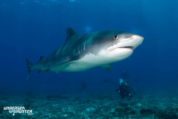 Tiger shark in Cocos Island, ©Underseahunter Group