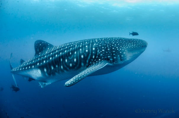 Whale shark encounter, ©Galapagos Shark Diving