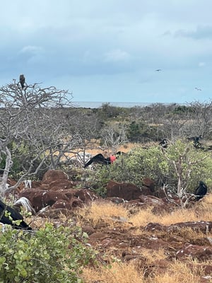 North Seymour is a fascinating place with open nesting grounds of blue-footed Boobies and the archipelago’s largest colonies of Great and magnificent Frigate birds
