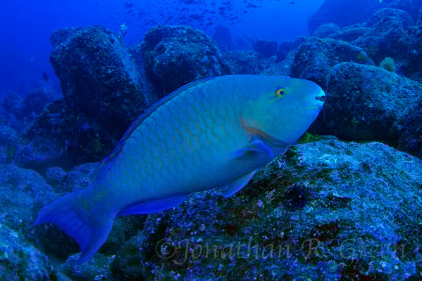Galapagos Shark Diving - Dive at Galapagos Islands 