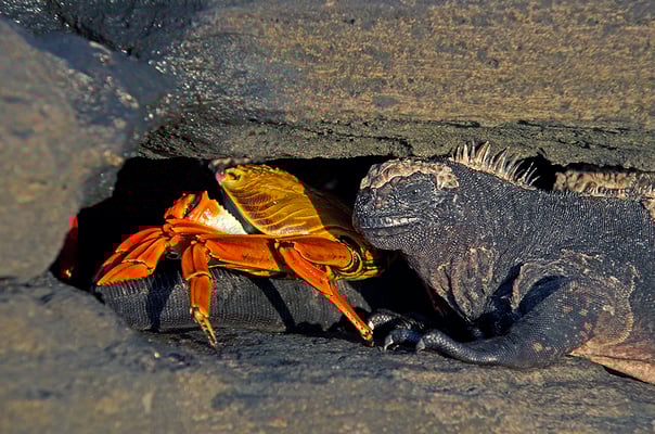 Galapagos Shark Diving - marine iguana and red crab Animlas of Galapagos Islands