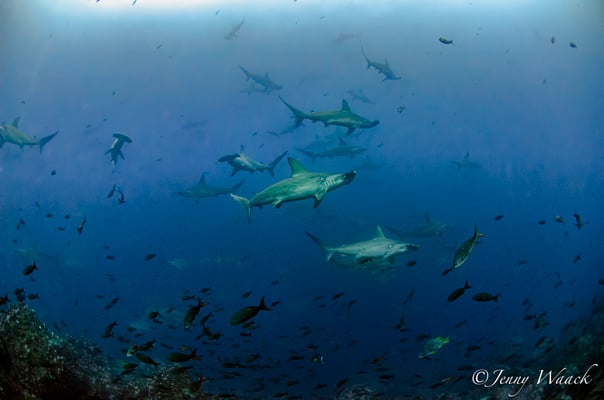 Hundreds of hammerheads swim through the water in the Galapagos Islands