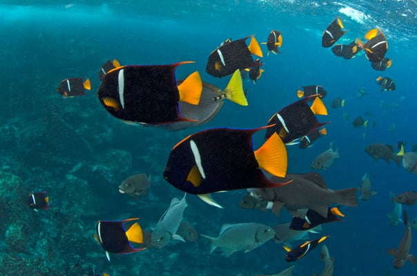 Galapagos Shark Diving - Fish Galapagos Islands Dive expedition