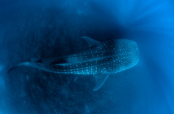 Galapagos Shark Diving - Whale Shark from above