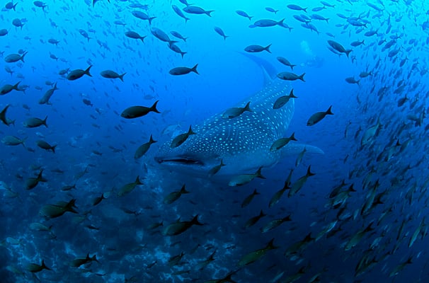 Galapagos Shark Diving - Whale Shark