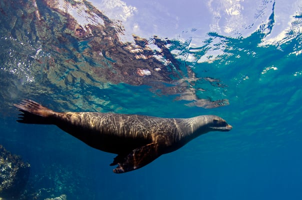 Galapagos Shark Diving - Seal close to surface 