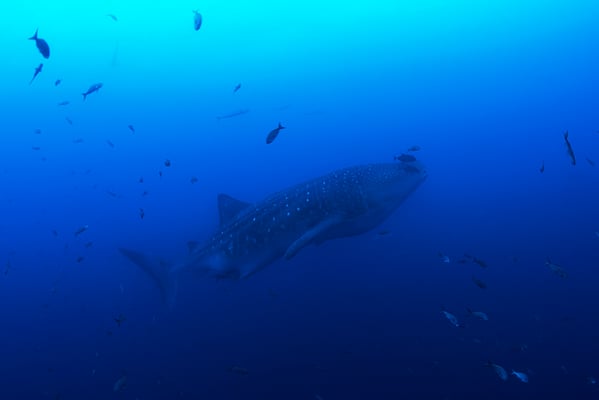 Galapagos Shark Diving - Whale Shark Galapagos Islands Dive expedition 