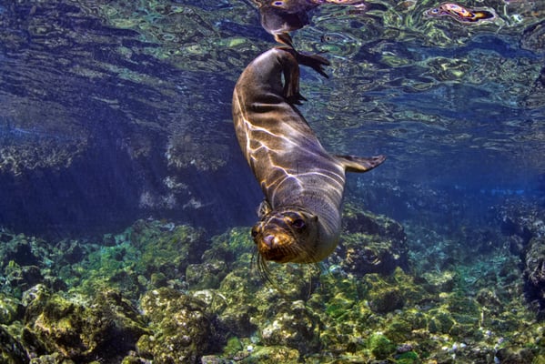 Galapagos sea lion playing with the diver under water, ©Galapagos Shark Diving