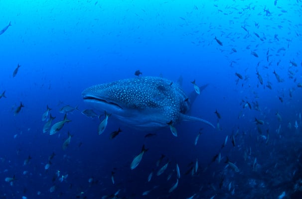 Galapagos Shark Diving - Whale Shark Galapagos Islands Dive expedition 