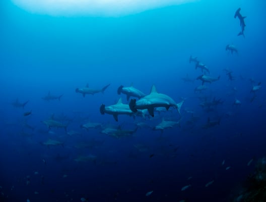 Galapagos Shark Diving - Hammerheads