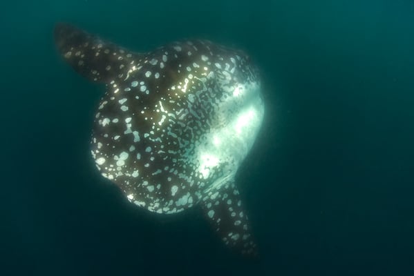 Sunfish swimming slowly in Punte Vicente Roca, ©Galapagos Shark Diving