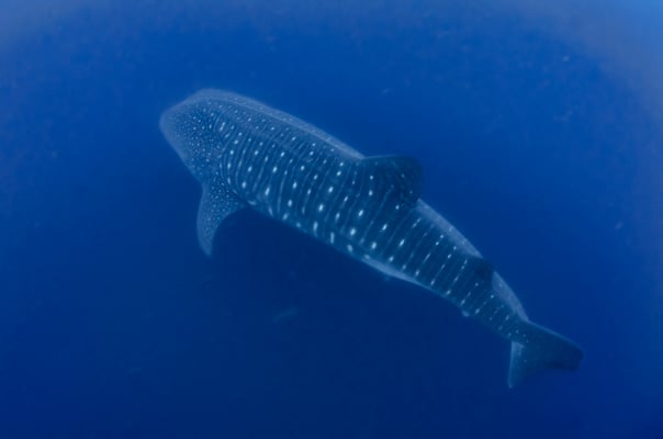 Whale shark swimming under the divers, ©Galapagos Shark Diving