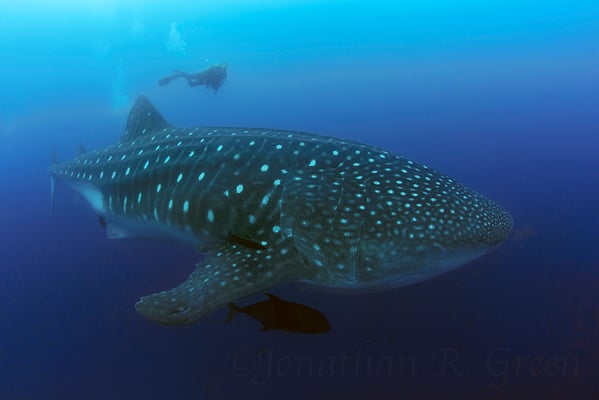 Galapagos Shark Diving - Whale shark close to surface 