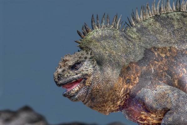 Galapagos Shark Diving - Marina Iguana