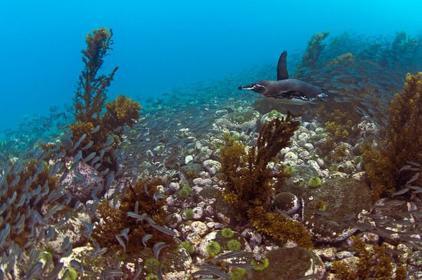 Galapagos Shark Diving - Penguin swimming around corals