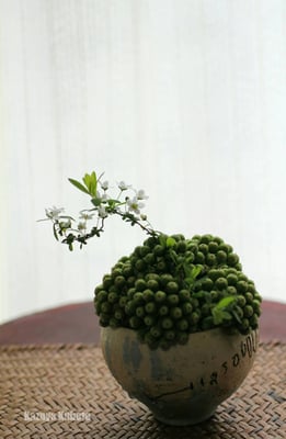 南国の作家さんの器と、南国に多い実物。 銀世界を見たことのない2つの物に、雪ヤナギの花の結晶を見せてあげたかった。