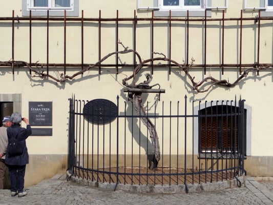 450 Jahre alte Weinrebe