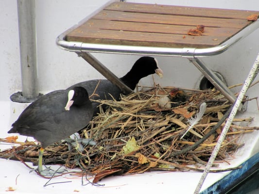 Blässhuhn brütet auf einem Boot im Hafen