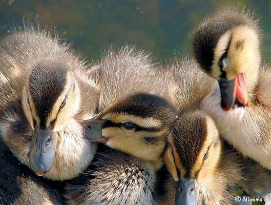 Nachwuchs in den Becken