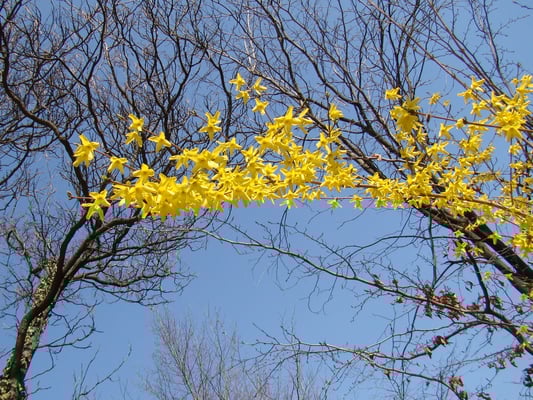 Frühling in Schönbrunn