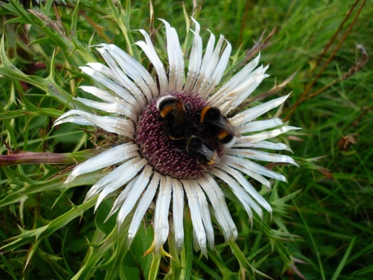 Erdhummeln auf der Silberdistel (c) Freimut Brückner