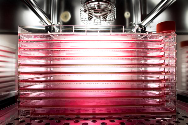 Produktfoto von Zellkulturschalen mit Kultivierungsmedium im Inkubator, Fotograf Jürgen Müller Bargteheide, Hamburg, Lübeck & Metropolregion /Stormarn